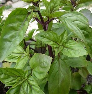 Basil - Cinnamon