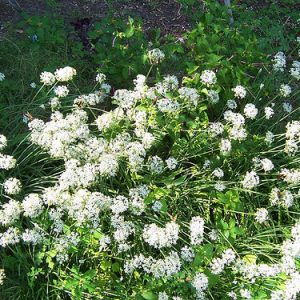 Chives - Garlic