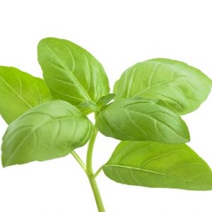 Basil - Genovese