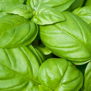 Basil - Mammoth