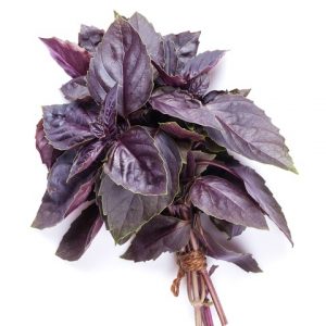 Basil - Purple
