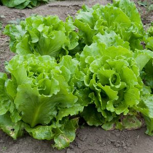 Lettuce - Black Seeded Simpson