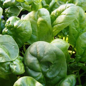 Spinach - Bloomsdale Long Standing