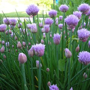 Chives