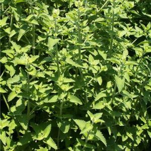 Catnip - Nepatia Cataria