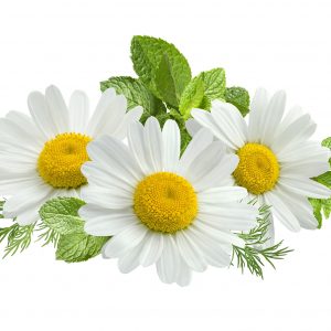 Chamomile - German