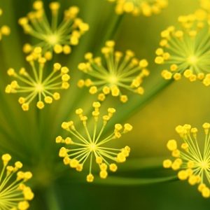 Dill - Bouquet