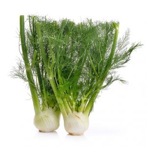 Fennel - Florence