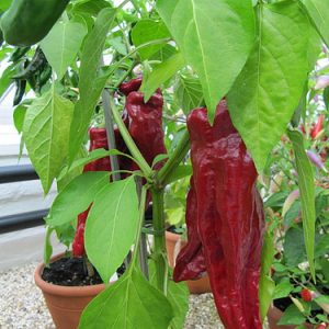 Pepper-Hot - Ghost , Bhut (Naga) Jolokia