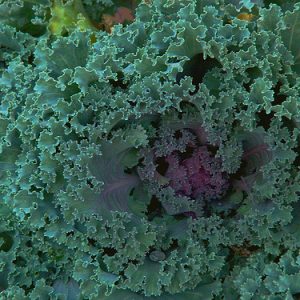 Kale - Vates Blue Curled Scotch