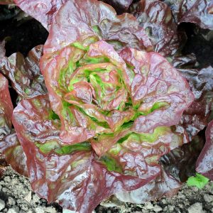 Lettuce - Marvel Of Four Seasons