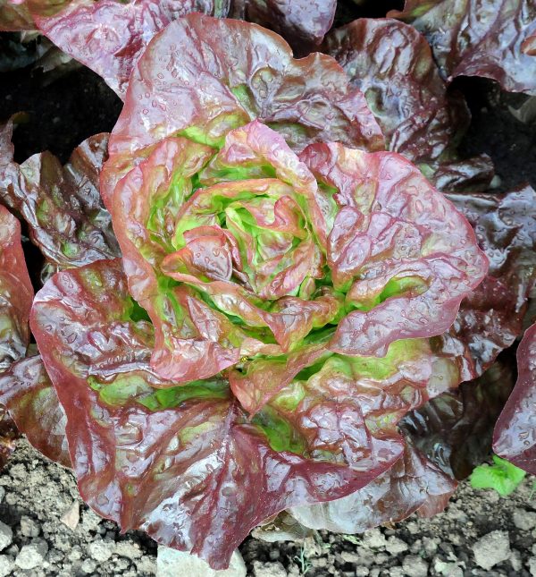 Lettuce - Marvel Of Four Seasons