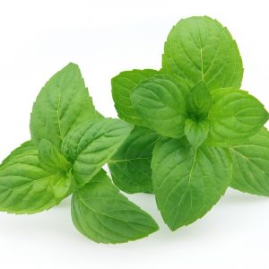 Mint - Peppermint