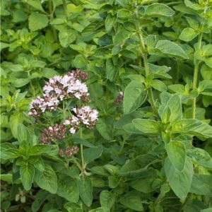 Oregano - Vulgare