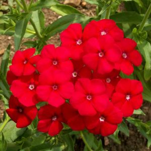 Phlox - Red Phlox Drummondii