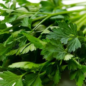 Parsley - Dark Green Italian