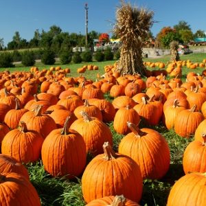 Pumpkin - Connecticut Field