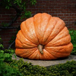 Pumpkin - Dill's Atlantic Giant