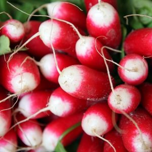 Radish - China Rose