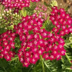 Yarrow - Red