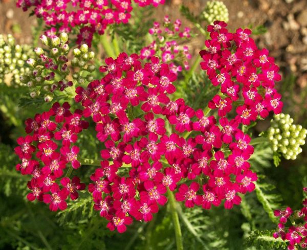 Yarrow - Red