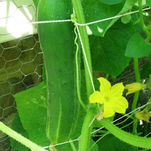 Cucumber - Spacemaster bush