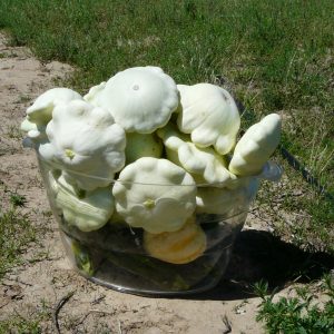 Squash,Summer - Early White Bush Scallop