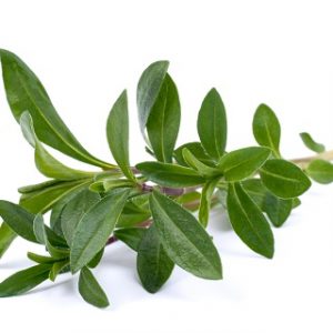 Summer Savory