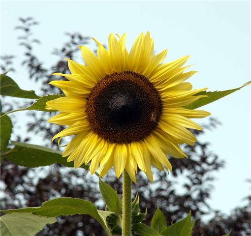 Sunflower - Lemon Queen - Life Seed Company