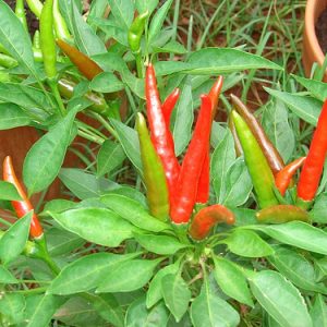 Pepper-Hot - Thai