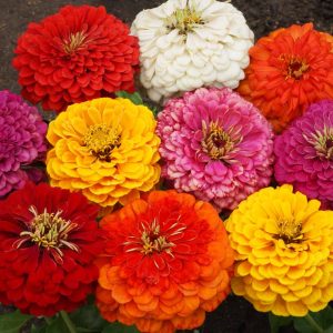 Zinnia - Dahlia Flowered Mix
