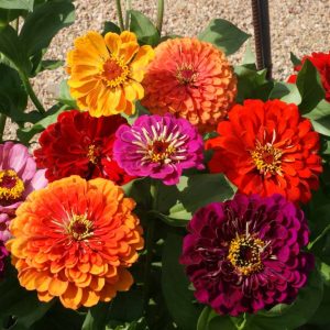 Zinnia - California Giants