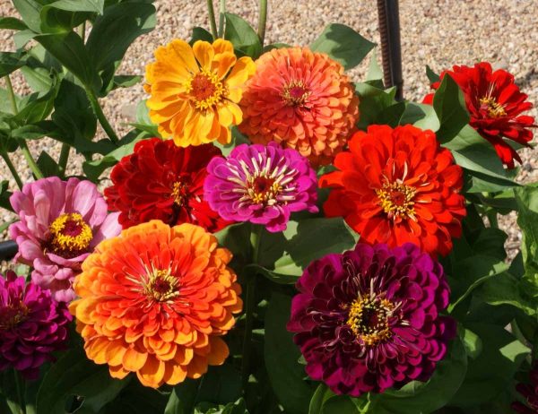 Zinnia - California Giants