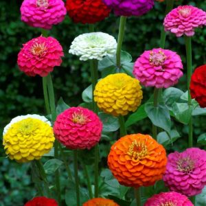 Zinnia - Lilliput Mix