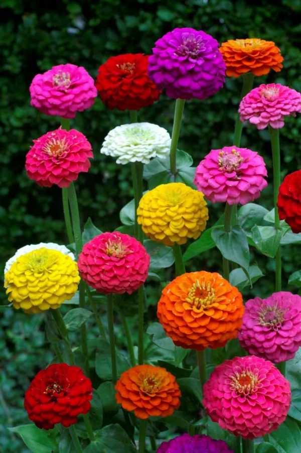 Zinnia - Lilliput Mix