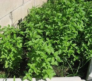 Basil - Lime