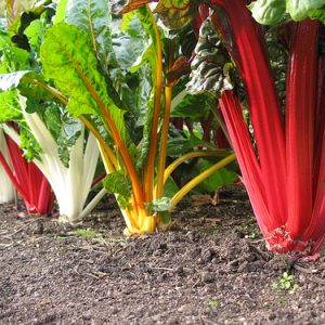 Swiss Chard - Heirloom 5 color