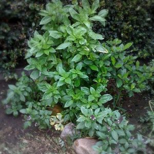 Basil - Lemon