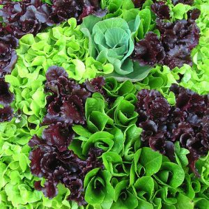 Lettuce - Mesclun Mix