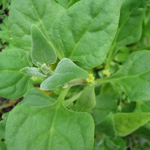 Spinach - New Zealand