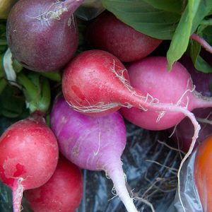 Radish - Plum Purple