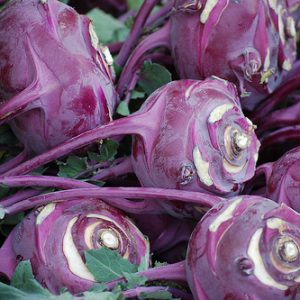 Kohl Rabi - Purple Vienna