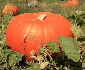 Pumpkin - Rouge Vif De Temp (Cinderella)