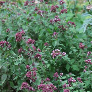 Mint - Spearmint