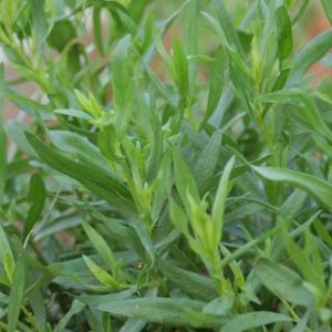 Tarragon - Russian
